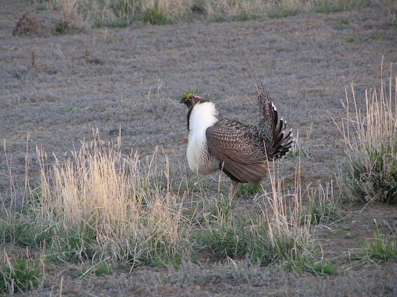 walking struting male ESER