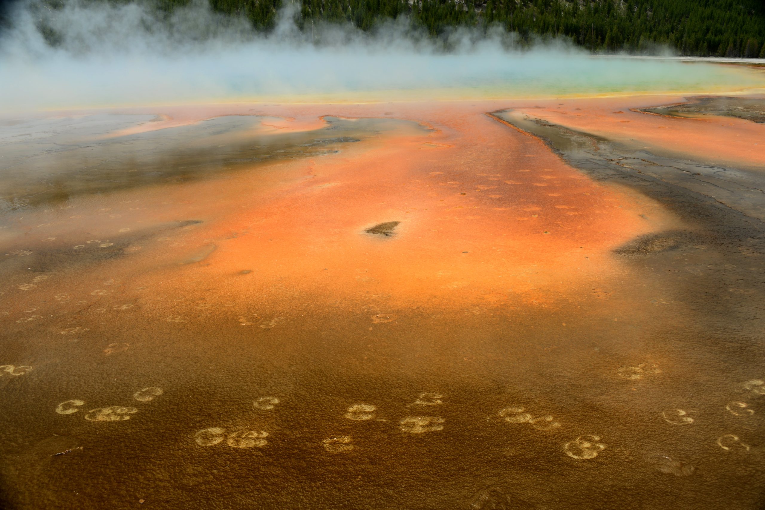 Bison Tracks Yellowstone