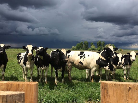 Cloudy sky cows