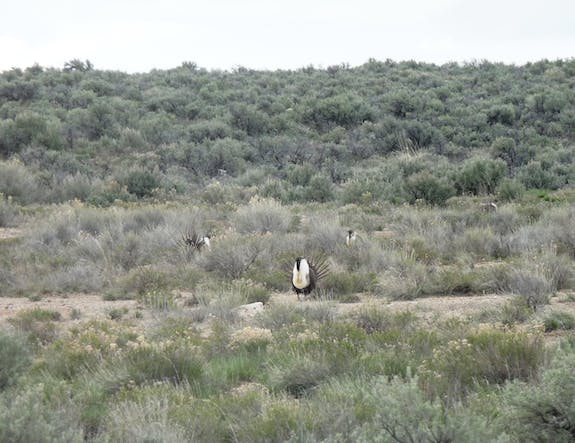 SageGrouse