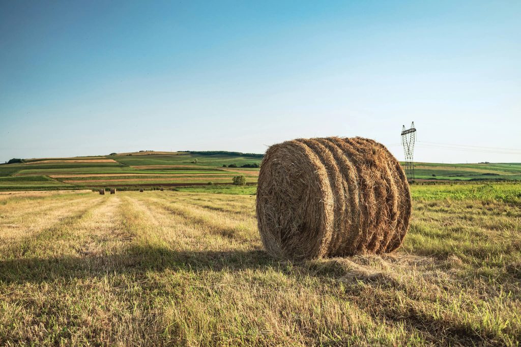 hay bale in a field