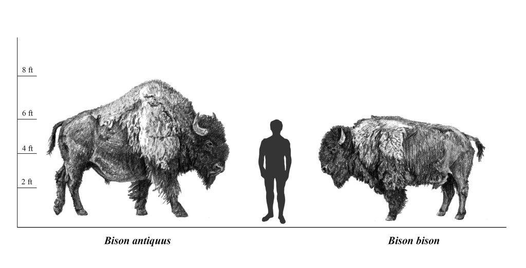 Representation of the size difference between ancient bison (B. antiquus), and modern bison (B. bison), with comparison to a 6-foot-tall human.