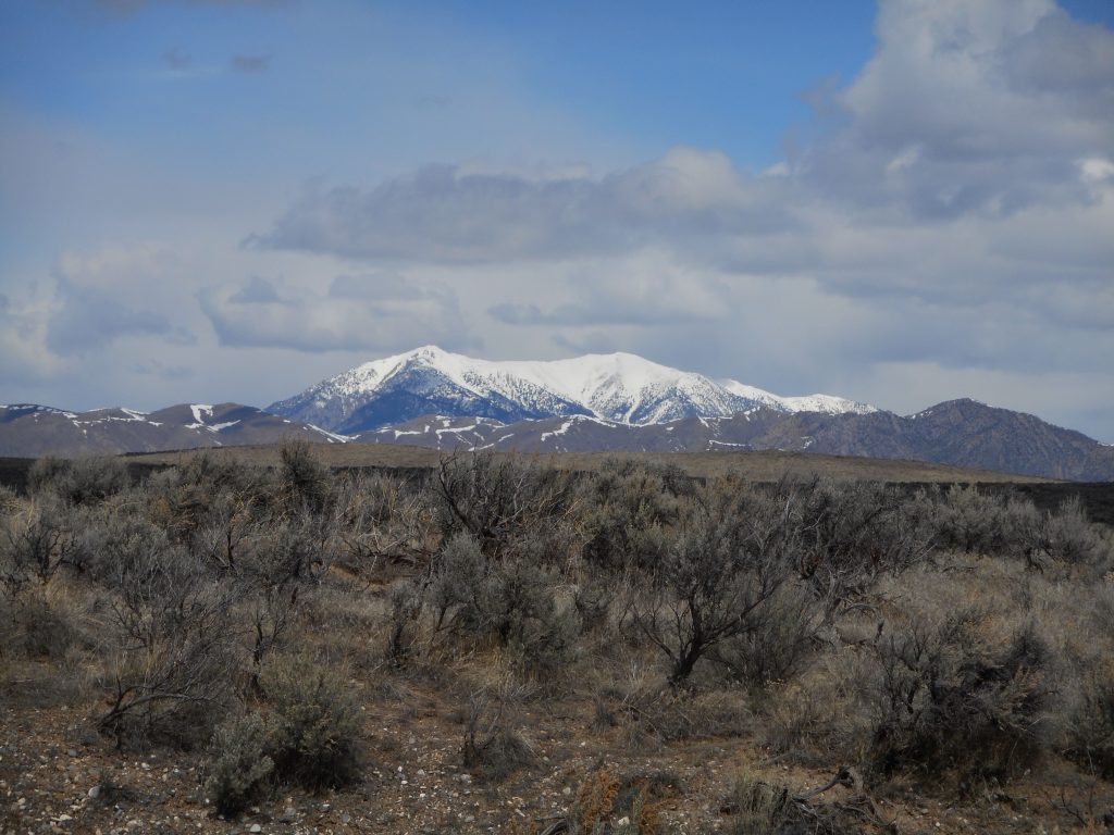Spring in the desert - Lupine and Big Southern Butte.