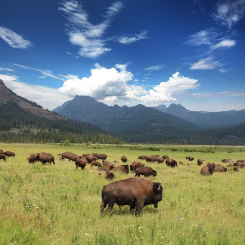 Bisons - Yellowstone National Park / USA