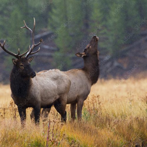 yellowstone-elk-stock